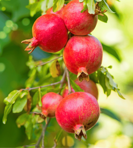 pomegranate